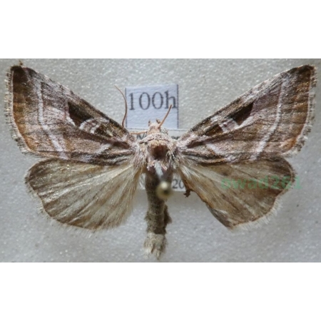 Eucarta virgo (Treitschke, 1835) Najemka dziewica Czech100h